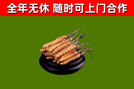 城西区回收散虫草