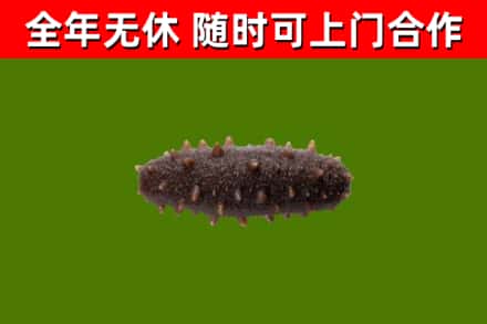 城西区回收海参干